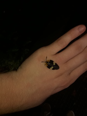 Eushelfordia pica