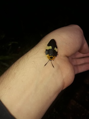 Eushelfordia pica