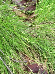 Carex eburnea