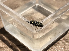 Hoshihananomia octopunctata