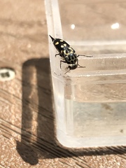 Hoshihananomia octopunctata