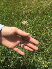 Asclepias linearis