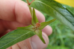 Ludwigia hirtella