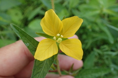 Ludwigia hirtella