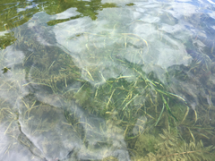 Potamogeton zosteriformis