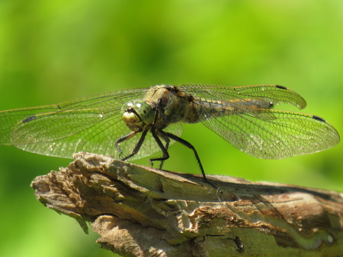 Tinkliškoji Skėtė