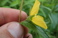 Ludwigia hirtella