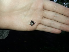 Aspidolasius branicki