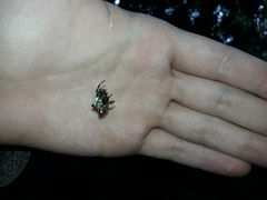 Aspidolasius branicki