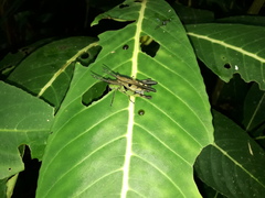 Xiphiola cyanoptera
