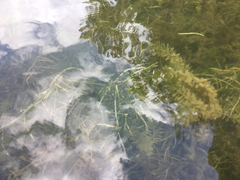 Potamogeton zosteriformis