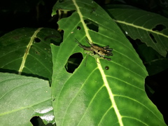 Xiphiola cyanoptera