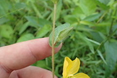 Ludwigia hirtella