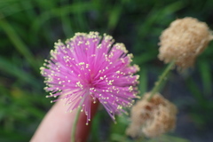 Mimosa hystricina