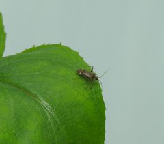 Closterotomus fulvomaculatus