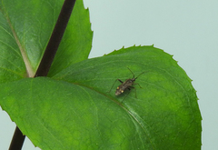 Closterotomus fulvomaculatus