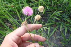 Mimosa hystricina