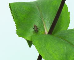 Closterotomus fulvomaculatus