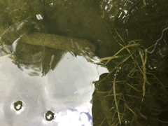 Potamogeton zosteriformis