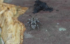 Leiopus femoratus