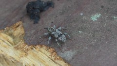 Leiopus femoratus