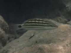 Lutjanus decussatus