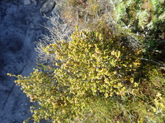 Erica axillaris