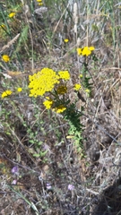 Achillea ageratum