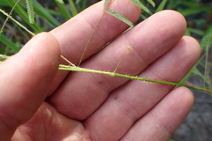 Mimosa hystricina