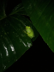 Boana cinerascens