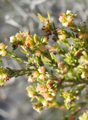 Erica axillaris