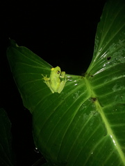 Boana cinerascens