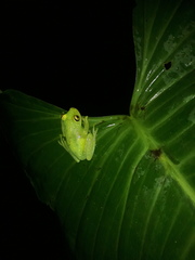 Boana cinerascens