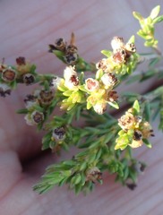 Erica axillaris