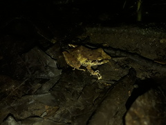 Pristimantis lanthanites