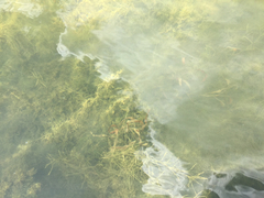 Potamogeton foliosus