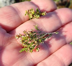 Erica axillaris
