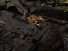 Pristimantis lanthanites