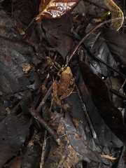 Pristimantis lanthanites