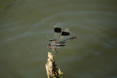Brachythemis impartita