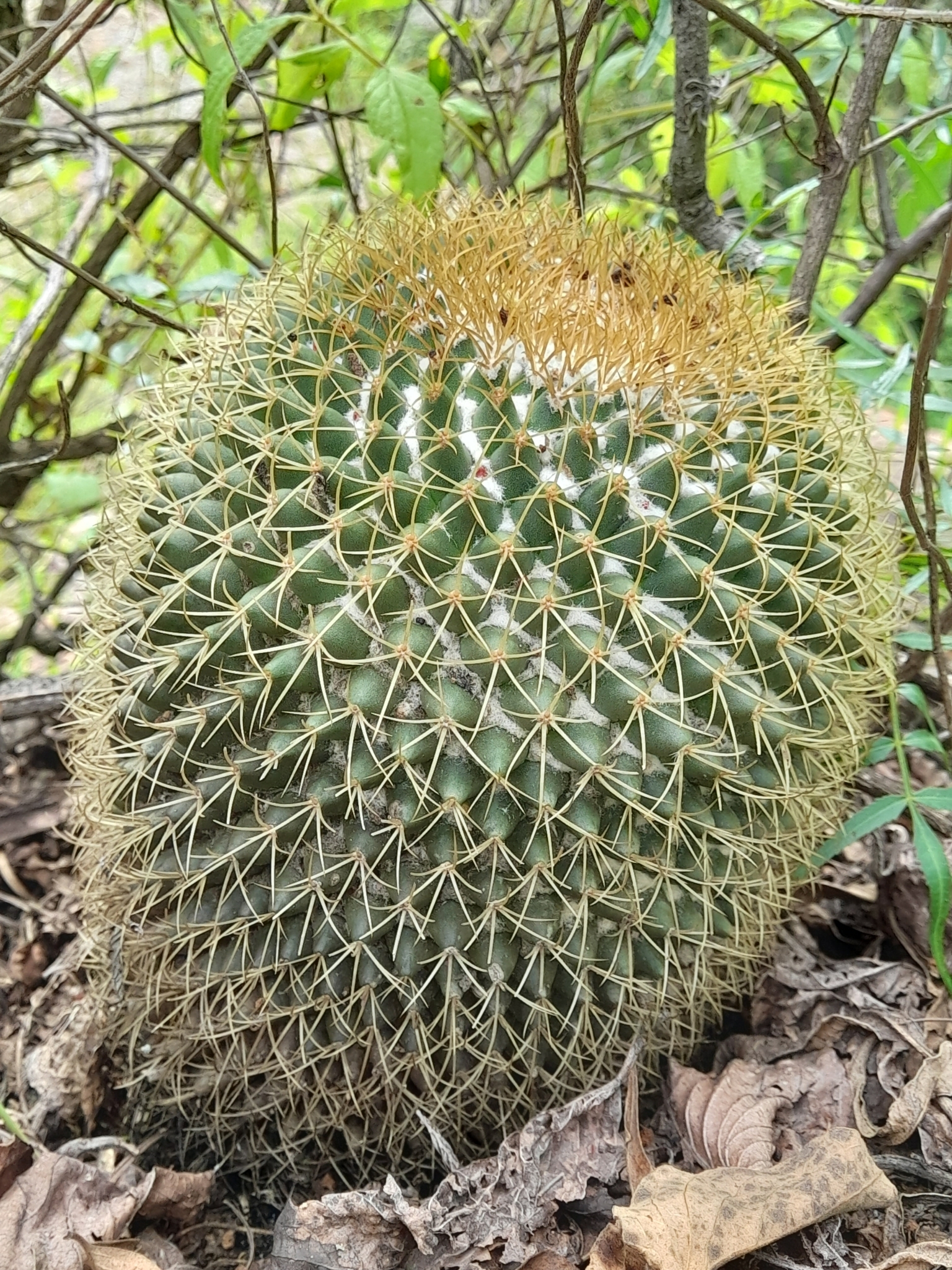 Imagem de Mammillaria polythele é conhecida como "cacto-mamilo"