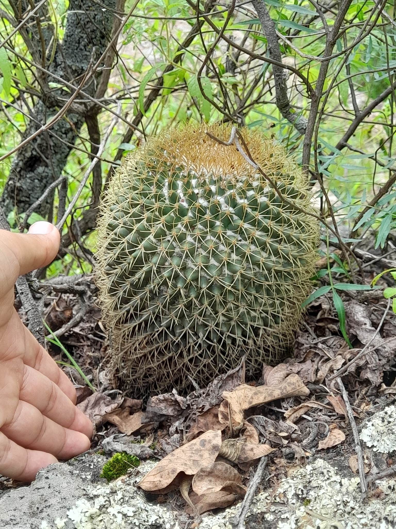 Imagem de Mammillaria polythele é conhecida como "cacto-mamilo"