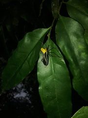 Sundarus