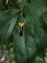 Sundarus