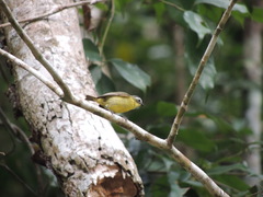 Ornithion semiflavum