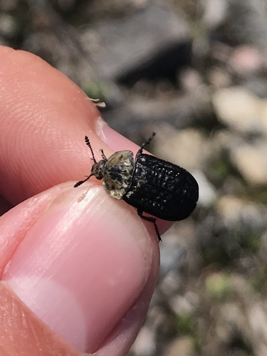 Northern Carrion Beetle