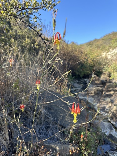 Image of Aquilegia eximia by (c) paulexcoff, some rights reserved (CC BY-SA)