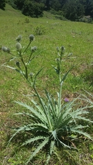 Eryngium mexiae