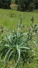Eryngium mexiae