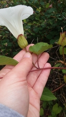 Calystegia silvatica